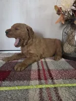 Roxy, a female Goldendoodle for sale in Lowell, AR – Photo 1 of 5