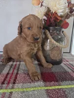 Roxy, a female Goldendoodle for sale in Lowell, AR – Photo 3 of 5