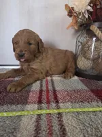 Roxy, a female Goldendoodle for sale in Lowell, AR – Photo 5 of 5