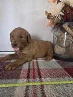 Roxy, a female Goldendoodle for sale in Lowell, AR – Photo 2 of 5