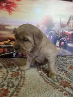 Buddy Jr, a male Golden Retriever for sale in Lowell, AR – Photo 5 of 9