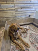 Buddy Jr, a male Golden Retriever for sale in Lowell, AR – Photo 9 of 9