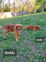 Buddy Jr, a male Golden Retriever for sale in Lowell, AR – Photo 8 of 9