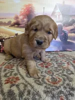 Buddy Jr, a male Golden Retriever for sale in Lowell, AR – Photo 2 of 9