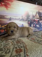 Buddy Jr, a male Golden Retriever for sale in Lowell, AR – Photo 4 of 9