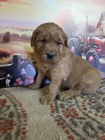 Buddy Jr, a male Golden Retriever for sale in Lowell, AR – Photo 6 of 9