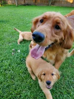 Buddy Jr, a male Golden Retriever for sale in Lowell, AR – Photo 7 of 9