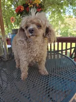 Honey, a female Poodle - Miniature  for sale in Lowell, AR – 8 of 10