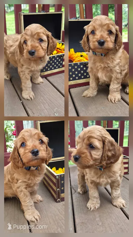 Skippy – Cockapoo, Poodle - Miniature  puppy for sale in Lowell, AR