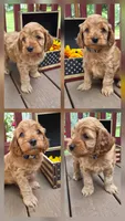 Skippy, a male Cockapoo and Poodle - Miniature  for sale in Lowell, AR – 1 of 10