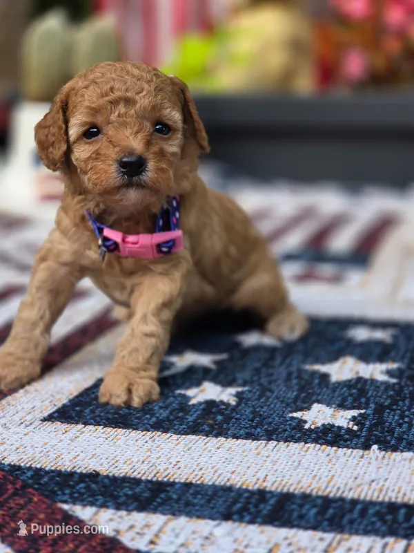 Cookie – Poodle - Miniature  puppy for sale in Lowell, AR