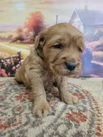 Rosie, a female Golden Retriever for sale in Lowell, AR – Photo 2 of 10