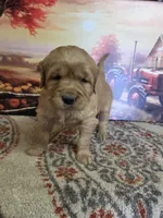 Rosie, a female Golden Retriever for sale in Lowell, AR – Photo 1 of 10