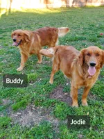 Rosie, a female Golden Retriever for sale in Lowell, AR – Photo 8 of 10