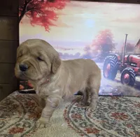 Rosie, a female Golden Retriever for sale in Lowell, AR – Photo 5 of 10