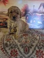 Rosie, a female Golden Retriever for sale in Lowell, AR – Photo 4 of 10