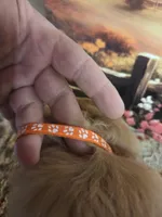 Rosie, a female Golden Retriever for sale in Lowell, AR – Photo 10 of 10