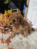 Buddy, a male Poodle - Miniature  for sale in Lowell, AR – 5 of 9