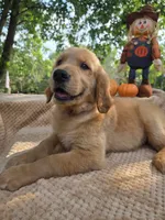 Skip, a male Golden Retriever for sale in Lowell, AR – 10 of 10