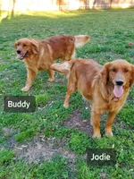 Sugar, a female Golden Retriever for sale in Lowell, AR – 4 of 6
