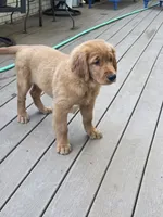 Mojo, a male Golden Retriever for sale in Lowell, AR – 9 of 10