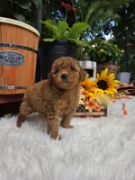 Honey, a female Poodle - Miniature  for sale in Lowell, AR – 3 of 10