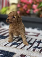 Honey, a female Poodle - Miniature  for sale in Lowell, AR – 6 of 8