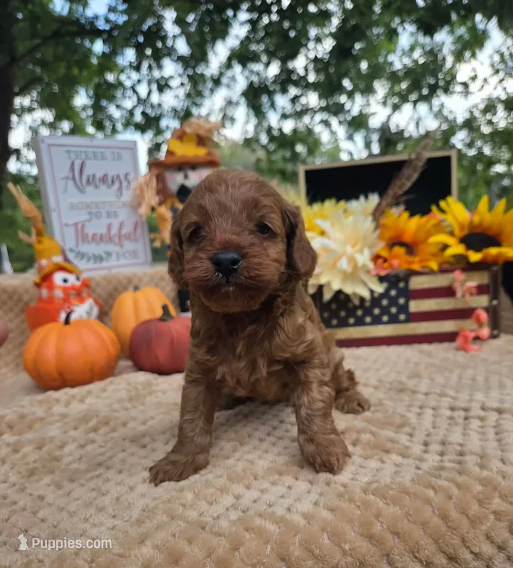 Dolly – Cockapoo puppy for sale in Lowell, AR