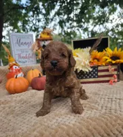 Dolly, a female Cockapoo for sale in Lowell, AR – 1 of 8