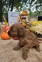 Dolly, a female Cockapoo for sale in Lowell, AR – 4 of 8