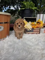 Buddy, a male Poodle - Miniature  for sale in Lowell, AR – 4 of 9