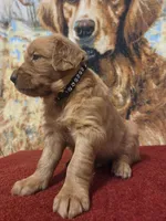 Mojo, a male Golden Retriever for sale in Lowell, AR – 3 of 8