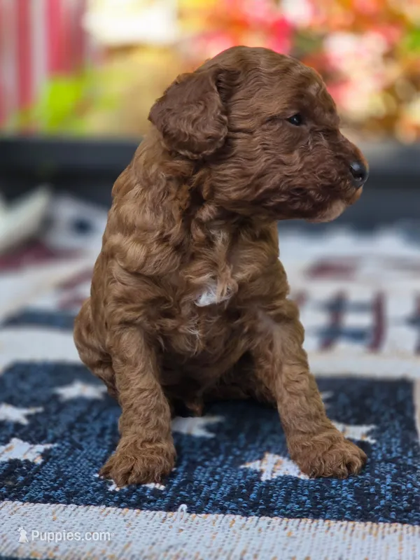 Rocco – Poodle - Miniature  puppy for sale in Lowell, AR