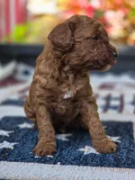 Rocco, a male Poodle - Miniature  for sale in Lowell, AR – 1 of 6