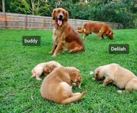 Mojo, a male Golden Retriever for sale in Lowell, AR – 6 of 8
