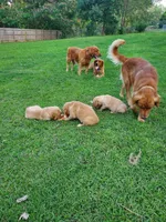 Teddy, a male Golden Retriever for sale in Lowell, AR – 4 of 4