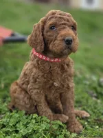 Rango , a male Poodle - Standard  for sale in Lowell, AR – Photo 1 of 9