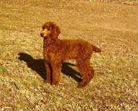 Rango , a male Poodle - Standard  for sale in Lowell, AR – Photo 9 of 9