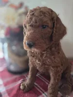 Rango , a male Poodle - Standard  for sale in Lowell, AR – Photo 8 of 9