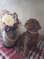 Rango , a male Poodle - Standard  for sale in Lowell, AR – Photo 4 of 9