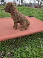 Rango , a male Poodle - Standard  for sale in Lowell, AR – Photo 5 of 9