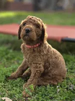 Rango , a male Poodle - Standard  for sale in Lowell, AR – Photo 2 of 9