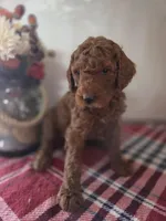 Rango , a male Poodle - Standard  for sale in Lowell, AR – Photo 3 of 9