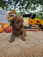 Dolly, a female Cockapoo for sale in Lowell, AR – 3 of 8