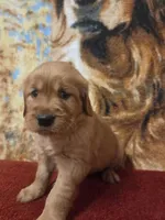 Sugar, a female Golden Retriever for sale in Lowell, AR – 3 of 6