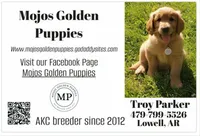 Sugar, a female Golden Retriever for sale in Lowell, AR – 6 of 6