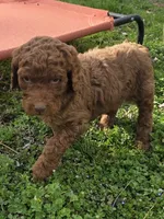 Mojo, a male Poodle - Standard  for sale in Lowell, AR – Photo 7 of 10