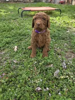Mojo, a male Poodle - Standard  for sale in Lowell, AR – Photo 2 of 10