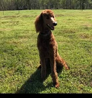 Mojo, a male Poodle - Standard  for sale in Lowell, AR – Photo 9 of 10