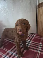 Mojo, a male Poodle - Standard  for sale in Lowell, AR – Photo 4 of 10